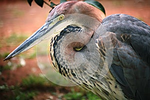 Goliath Heron