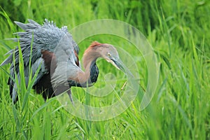 Goliath heron