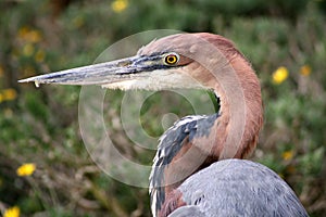 Goliath Heron