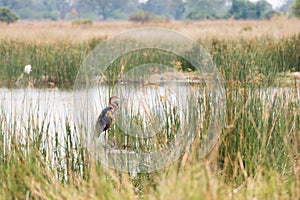 Goliath Heron