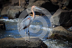 Goliath Heron