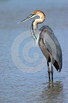 Goliath Heron