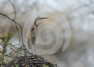 Goliath heron also known as the giant heron, Ardea goliath, Lake Naivasha,