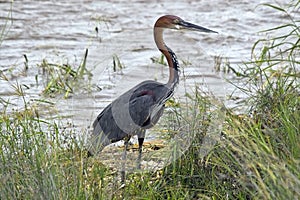 Goliath heron (Ardea goliath)