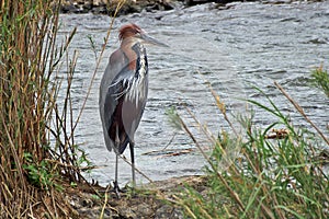 Goliath heron (Ardea goliath)