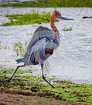 Goliath heron , Ardea Goliath, is the biggest heron