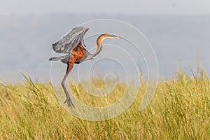 Goliath heron Ardea goliath in flight, Murchison Falls National Park, Uganda.