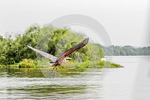 Goliath heron Ardea goliath in flight over the Nile, Murchison Falls National Park, Uganda.