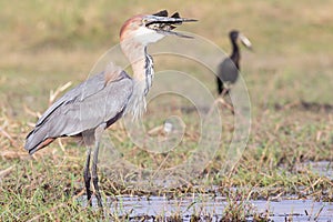 Goliath Heron with big fish in his mouth