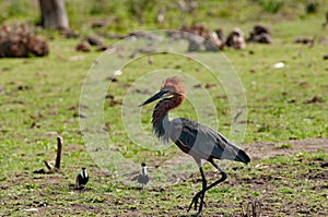 Goliath heron is defending its territory, Lake Baringo, Kenia