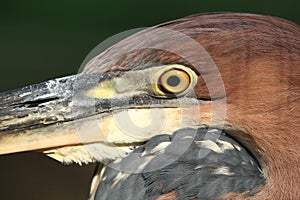 Goliath heron