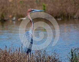 A goliath heron at the edge of a body of water