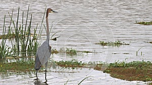 A goliath heron at the edge of a marsh in amboseli