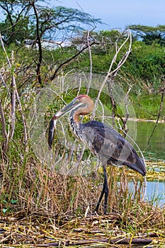 Goliath heron with fish. Baringo lake.