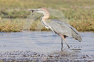 Goliath Heron with fish in beak