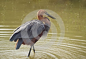 Goliath heron fishing