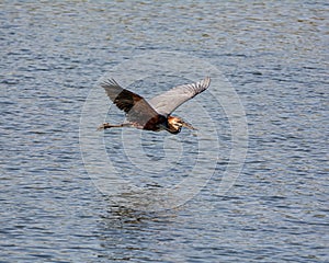 Goliath Heron In Flight