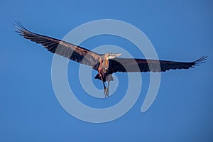 Goliath Heron in flight at Stlucia Estuary.