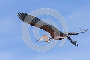 Goliath Heron Flying