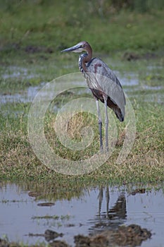 Goliath heron or giant heron Ardea goliath. feeding in Amboseli National Park ,Kenya.