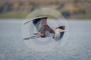 Goliath heron glides across river in sunshine