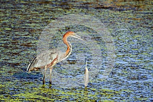 Goliath heron holding a feather in its beak, in Kruger National park