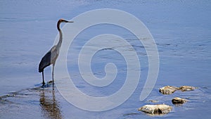 Goliath heron in Kruger National park