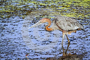 Goliath heron in Kruger National park