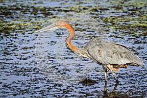 Goliath heron in Kruger National park