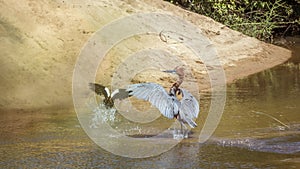 Goliath heron in Kruger National park, South Africa