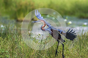 Goliath heron in Mapungubwe National park, South Africa