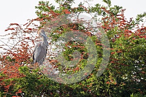 Goliath heron perched in looking tree