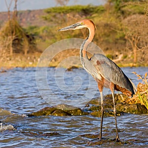 Goliath Heron Standing, Fishing