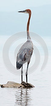 Goliath heron standing on a rock at the shore of Lake Naivasha