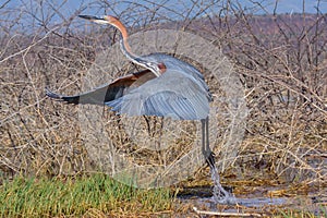 Goliath Heron Taking Flight, Lake Baringo, Kenya