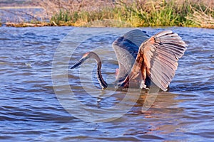 Goliath Heron Wading In Lake Baringo