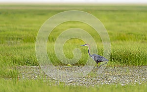 Goliath Heron walking on field, Goliath Heron