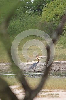 Goliath Heron walking through water