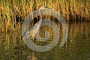 Goliath Heron in water South Africa