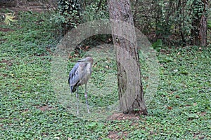 Goliath heron in zoological garden in Bojnice