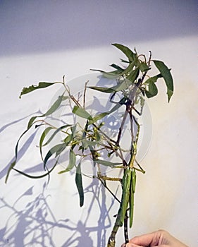The goliath stick insect blends in with its back ground