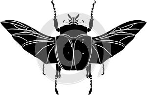 Goliathus albosignatus beetle