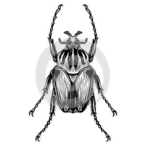 Goliathus Cacicus beetle illustration vector