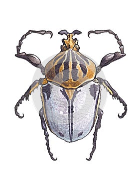 Goliathus (Goliath beetles) photo