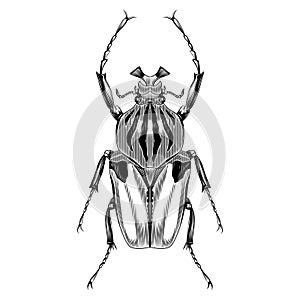 Goliathus male beetle illustration vector