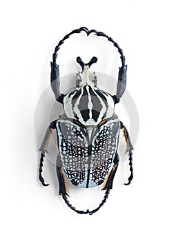 Goliathus orientalis