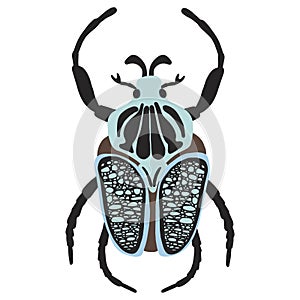 Goliathus regius beetle, vector illustration isolated on a white background