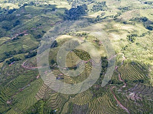 Golo Cador Rice Terrace Aerial photo