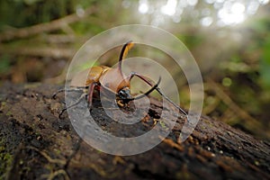 Golofa porteri, horned beetle, carricero or beetle Warty reed, insect beetle from San Isidro forest in Ecuador. Beautiful crest