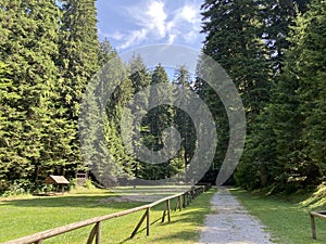 Golubinjak Forest Park in the mountainous region of Gorski kotar - Sleme, Croatia / Park ÃÂ¡uma Golubinjak u Gorskom kotaru photo
